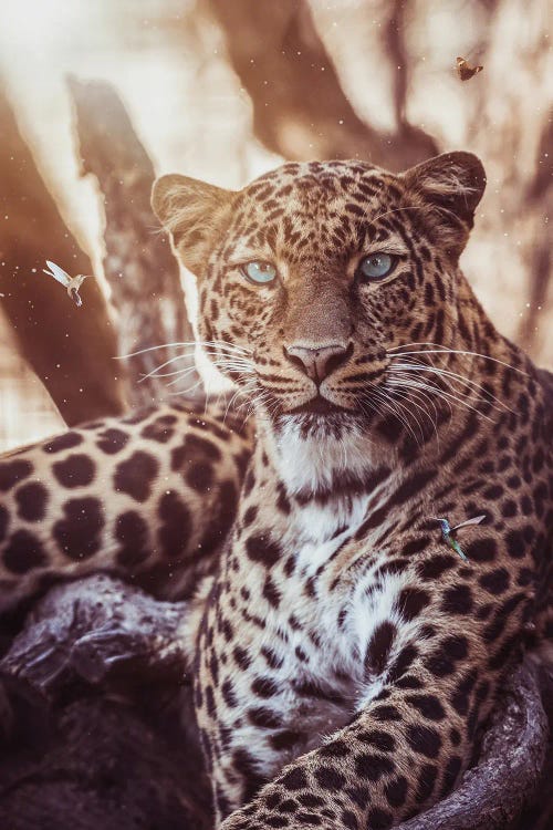 Leopard And Hummingbirds by GEN Z wall art