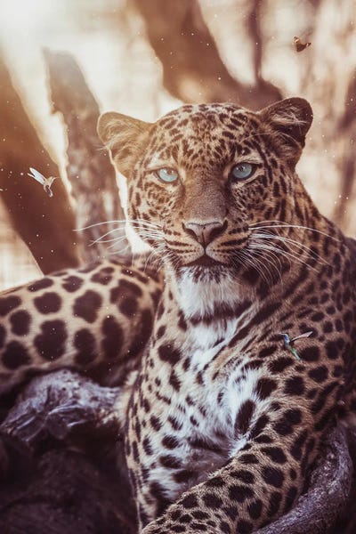 Leopards: Leopard And Hummingbirds by GEN Z