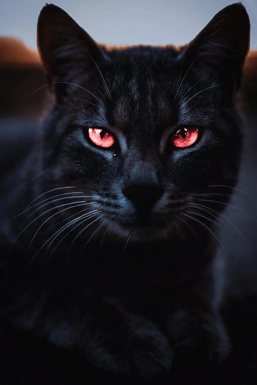 Black Cat And Orange Eyes