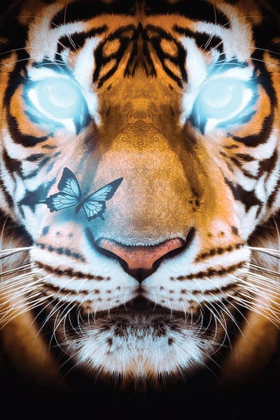 Blue Eyes Tiger And Pretty Butterfly by GEN Z framed canvas print