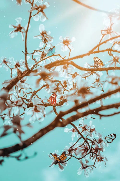 Butterflies And Cherry Blossom In Spring