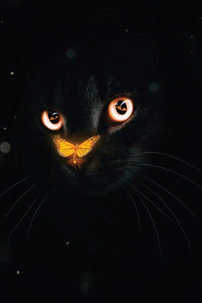 GEN Z: Orange Butterfly And Black Cat by GEN Z