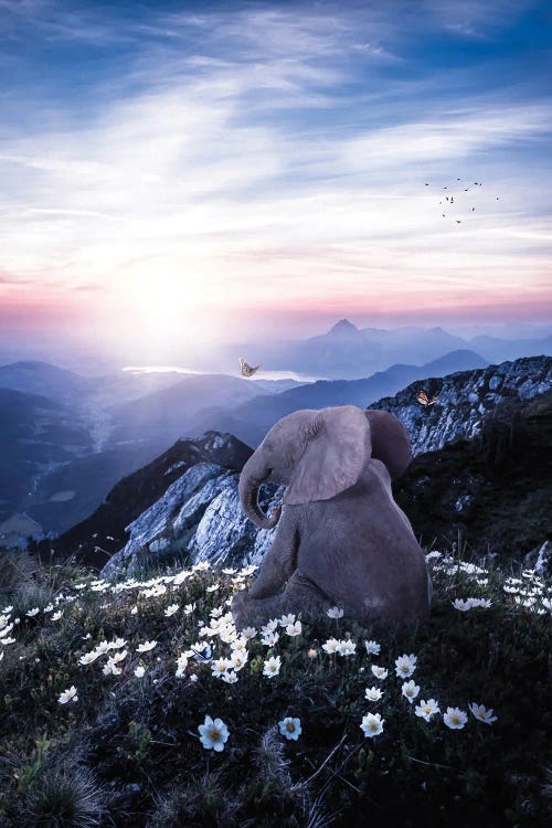 Baby Elephant Sitting In Flowers Field Looking Mountains