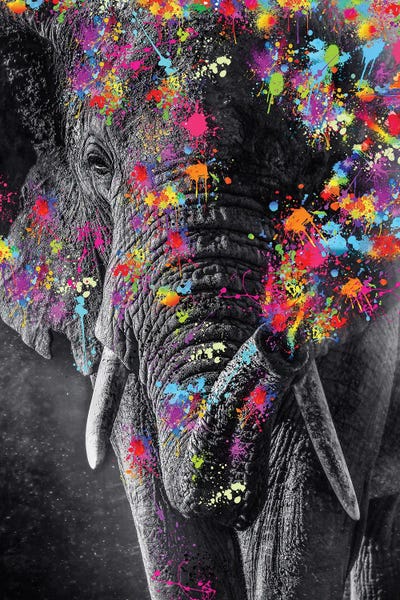Elephant And Color Paints