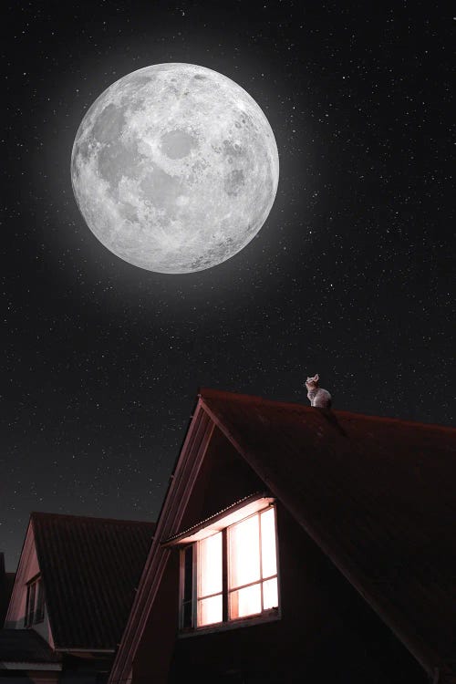 Cat On A Roof And Full Moon