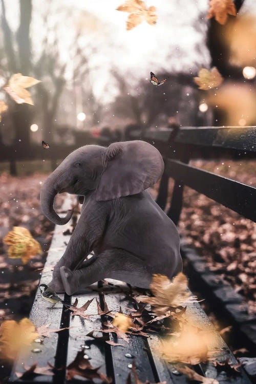 Baby Elephant Sitting On A Bench In Autumn