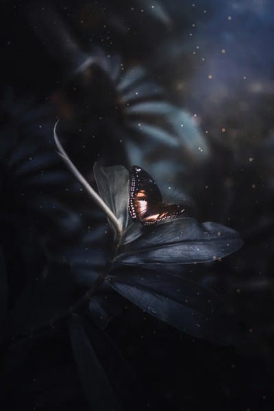 Orange And Black Butterfly by GEN Z framed canvas print