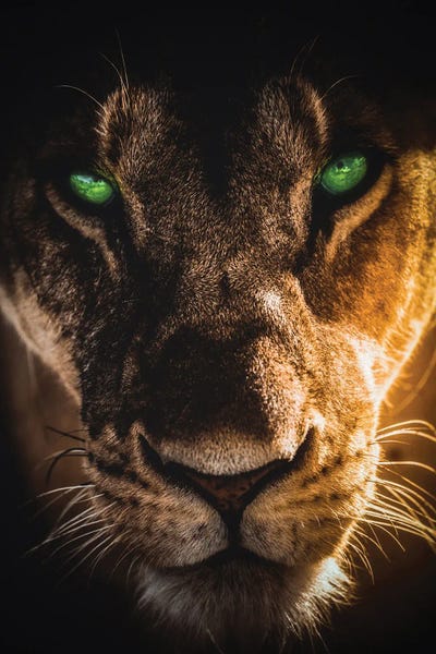 Lioness Portrait Green Eyes by GEN Z framed canvas print