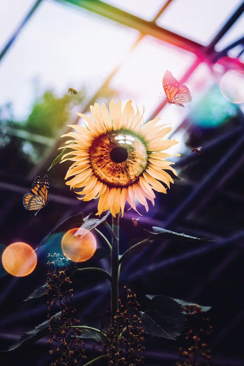 The Eye Of The Sunflower by GEN Z wall art
