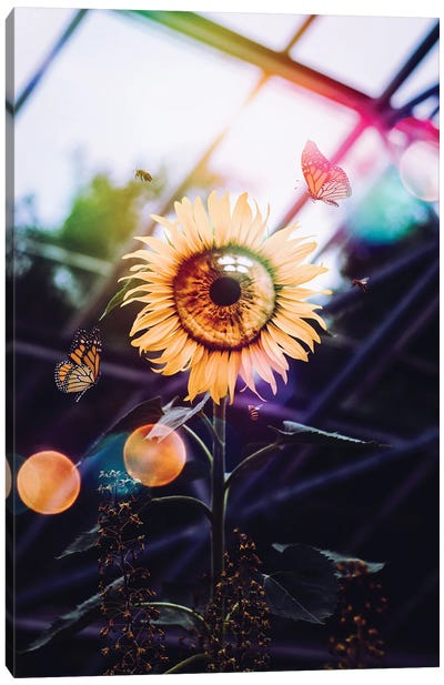 The Eye Of The Sunflower Canvas Art Print - Monarch Butterflies