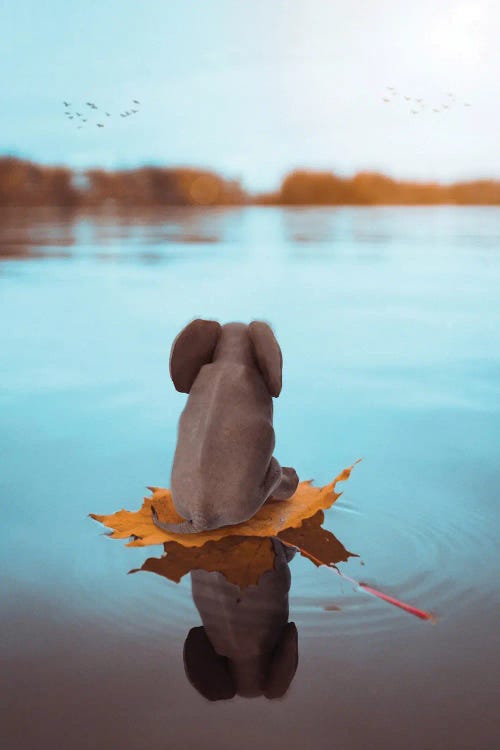 Baby Elephant On A Leaf Floating On The Water