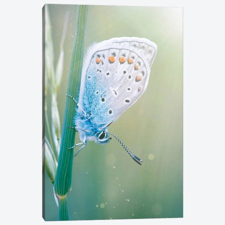 Blue Butterfly Green Nature Canvas Print #GEZ366} by GEN Z Canvas Wall Art