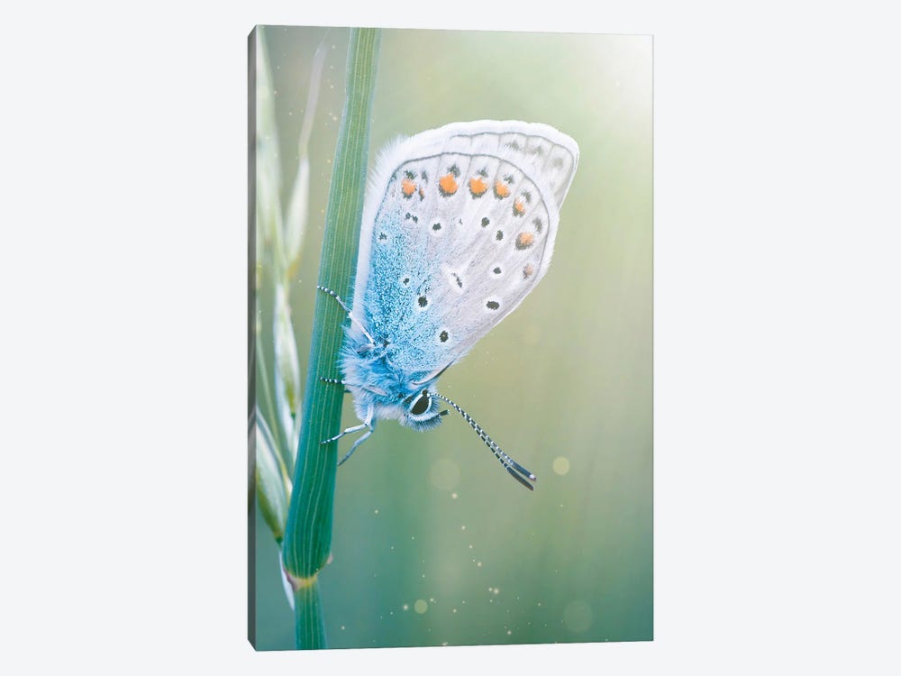 Blue Butterfly Green Nature by GEN Z 1-piece Canvas Art Print