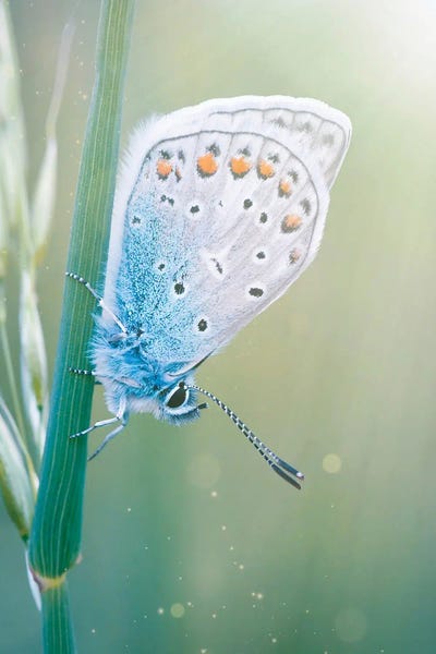 GEN Z: Blue Butterfly Green Nature by GEN Z