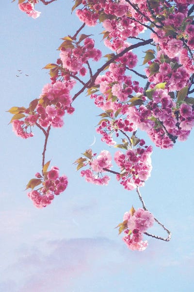 Cherry Blossoms: Aesthetic Branch Crescent Moon by GEN Z