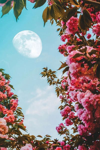 Cherry Blossoms: Aesthetic Pink Flowers Moon by GEN Z