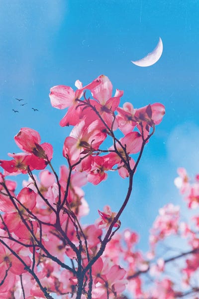 Cherry Blossoms: Aesthetic Pink Flowers by GEN Z