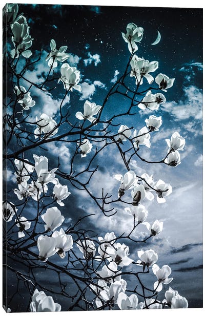 Aesthetic Magnolia Canvas Art Print - Magnolia Art