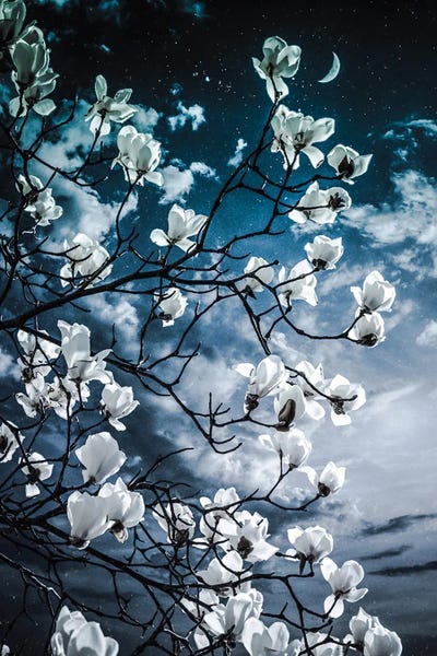 GEN Z: Aesthetic Magnolia by GEN Z