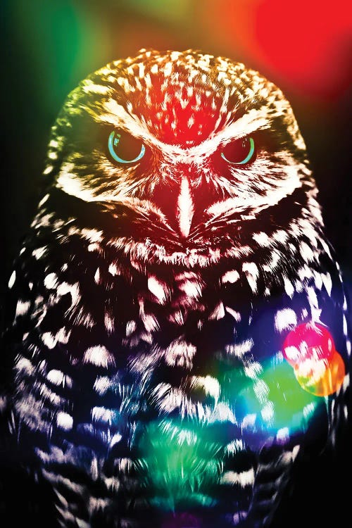 Little Owl And Multicolor Effect