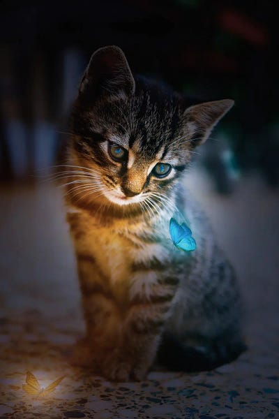 GEN Z: Cute Kitten And Blue And Orange Butterflies by GEN Z