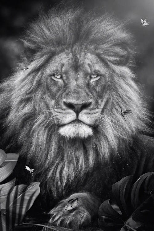 Lion In Black And White In Exotic Jungle