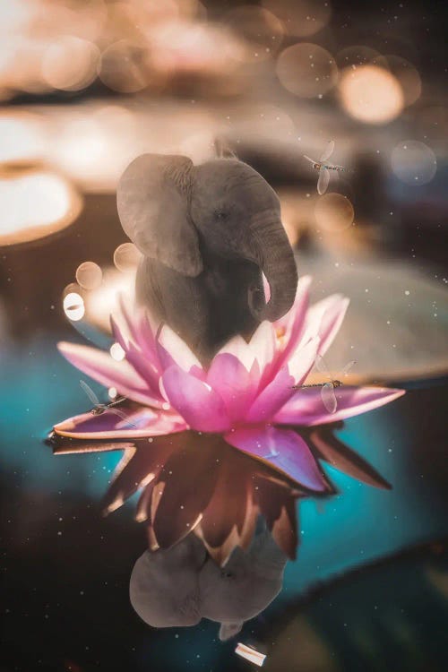 Baby Elephant Sitting In Pink Waterlily