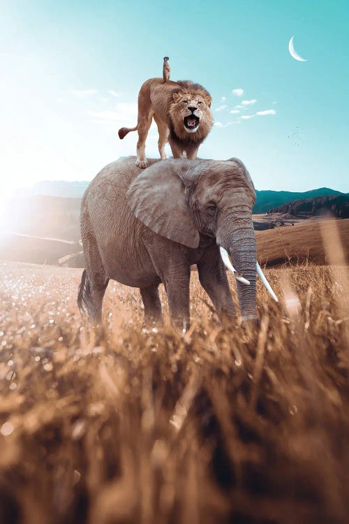 Elephant, Lion And Meerkat In Savannah