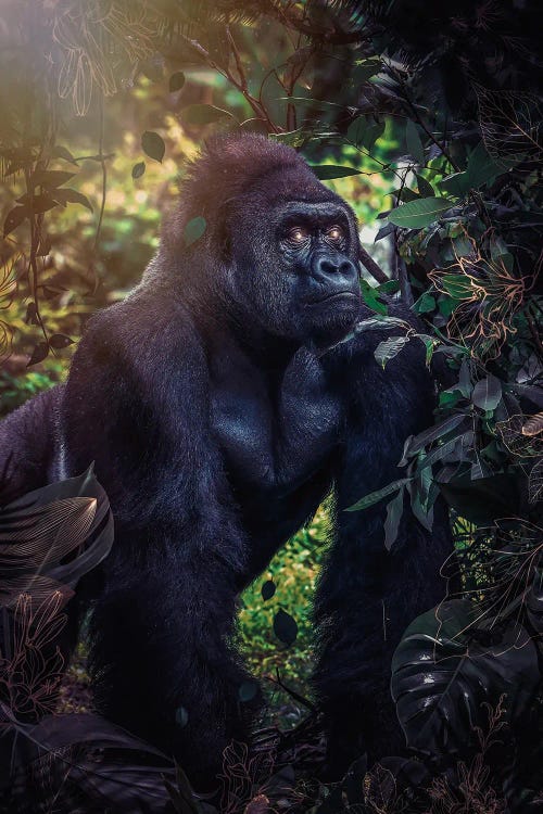 Silverback Gorilla In The Jungle