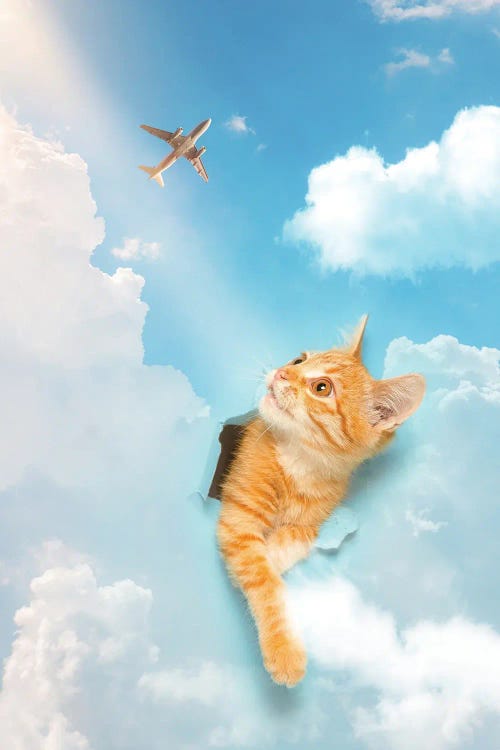 Kitten Piercing The Blue Sky Clouds