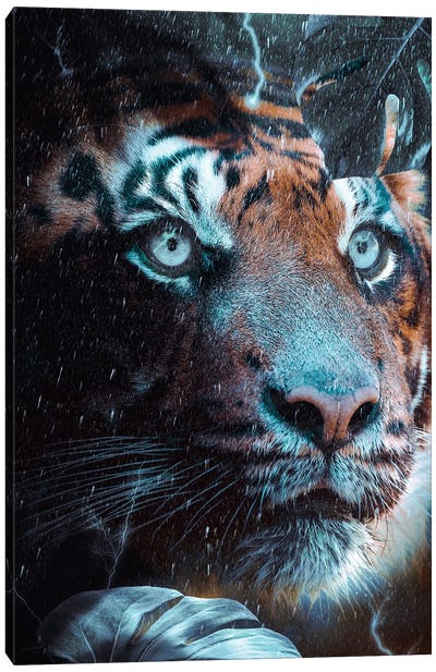 Blue-Eyed Tiger In The Rain Jungle Canvas Art Print - Jungles