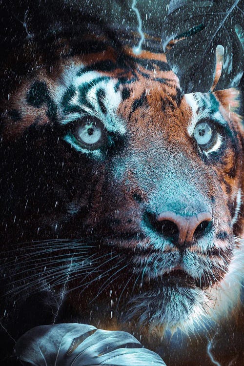 Blue-Eyed Tiger In The Rain Jungle