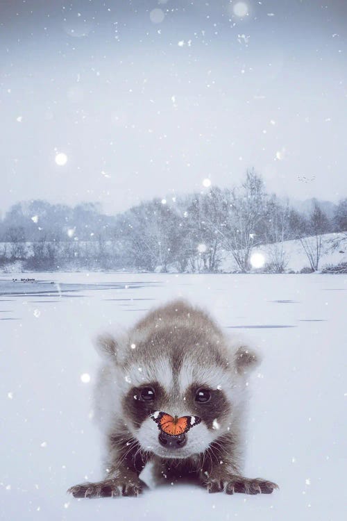 Baby Raccoon And Orange Butterfly Under Snow