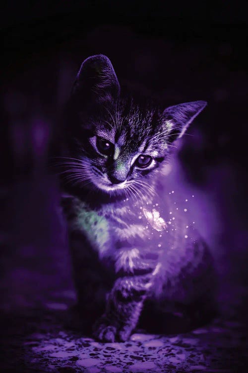 Purple Cat And Magical Butterfly