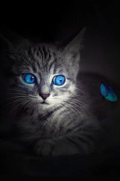 Kitten Blue Eyes And Blue Butterfly