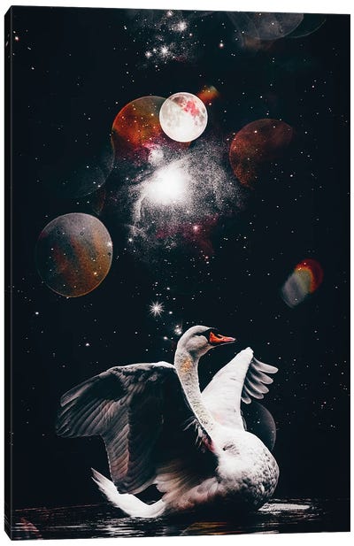 White Swan Black Star Night Canvas Art Print - Swan Art
