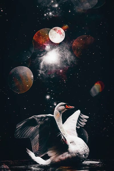 White Swan Black Star Night