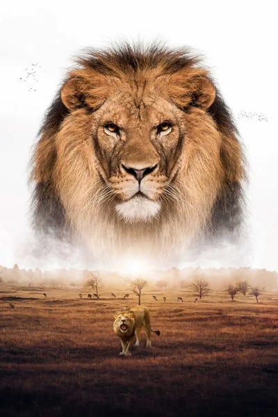 The Lion King Of Savanna And Jungle Africa