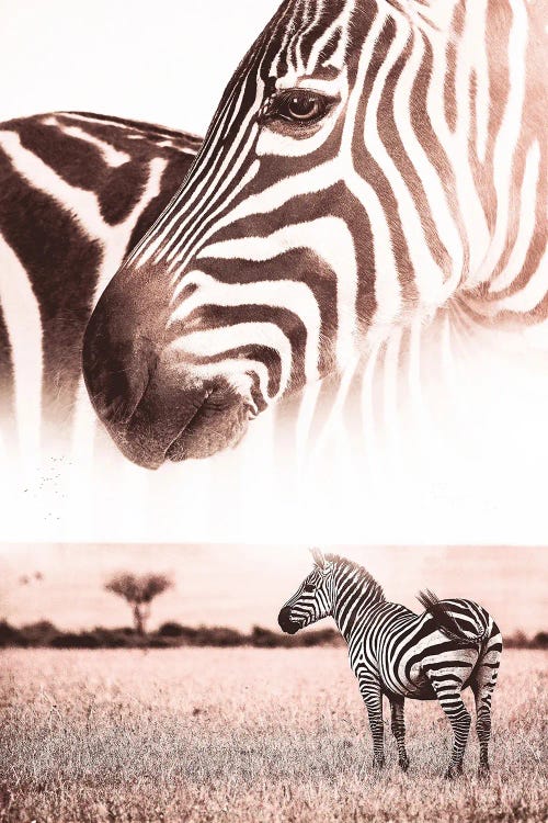 African Wild Zebra In Savannah