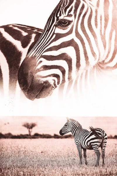 African Wild Zebra In Savannah