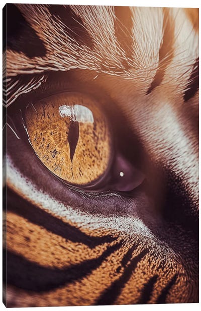 Golden Eye Of The Tiger Wild Canvas Art Print - GEN Z