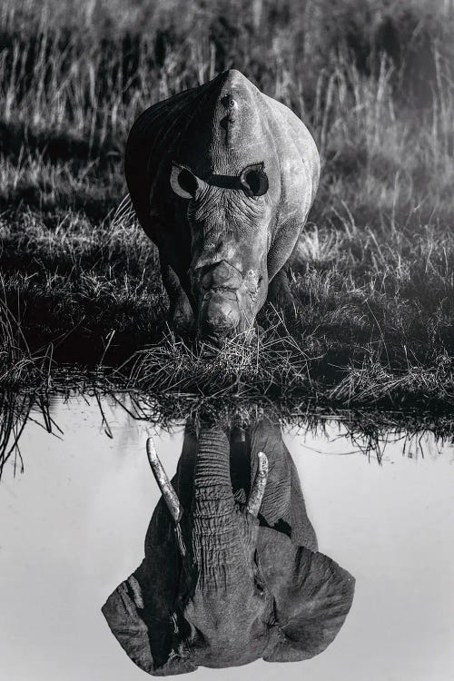 Elephant And Rhinoceros In Savannah Black And White