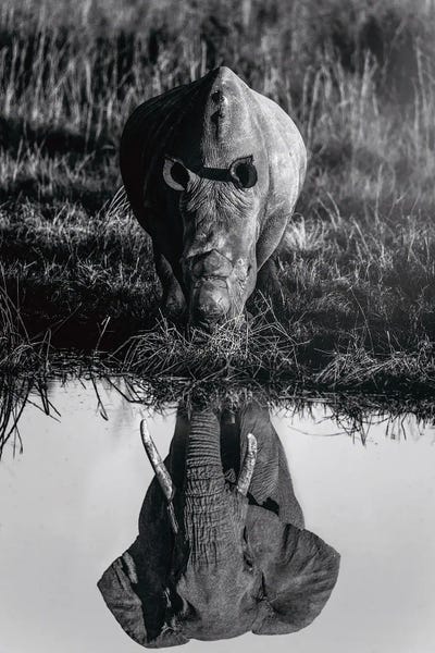 Through The Looking Glass: Elephant And Rhinoceros In Savannah Black And White by GEN Z