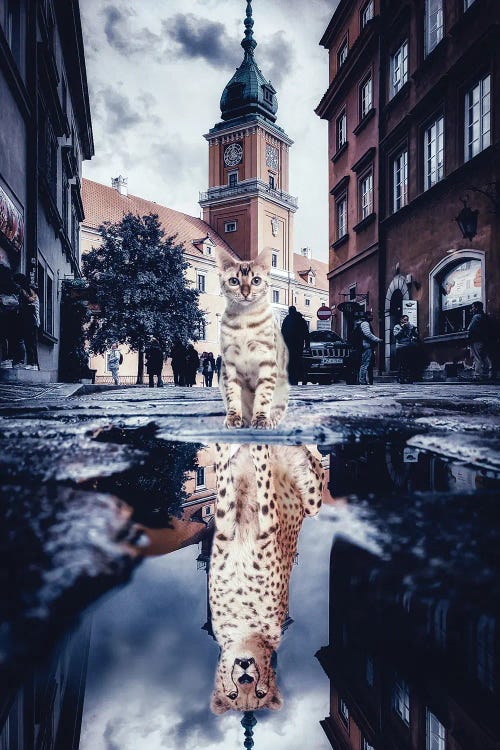 Bengal Guepard Puddle Reflection In City