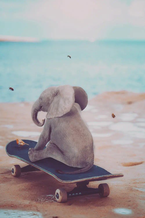 Baby Elephant On Skateboard