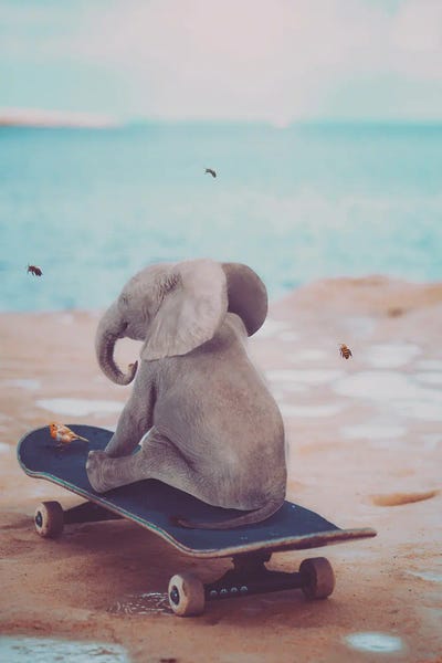 GEN Z: Baby Elephant On Skateboard by GEN Z