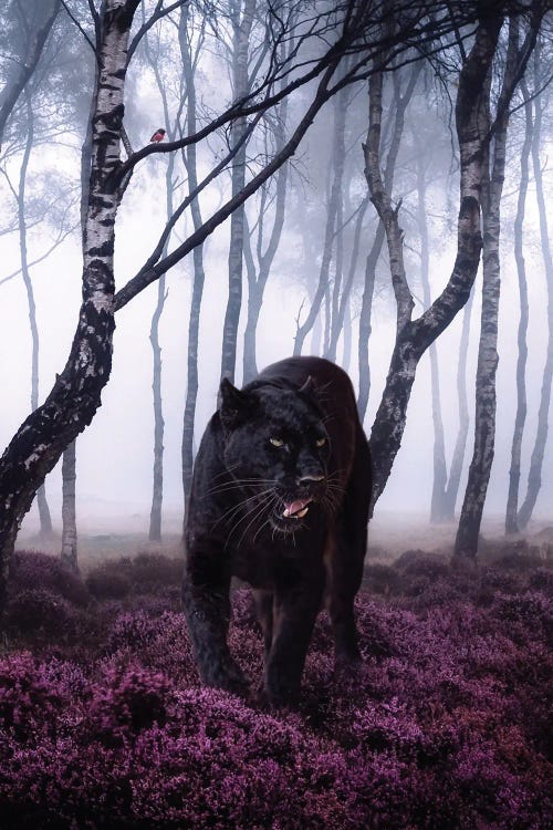 Big Black Cat Panther In Forest With Robin Bird