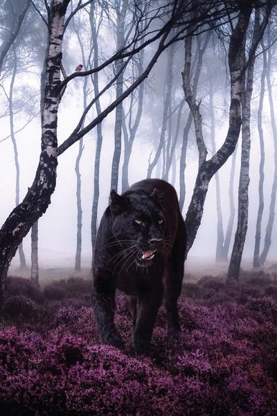 Panthers: Big Black Cat Panther In Forest With Robin Bird by GEN Z