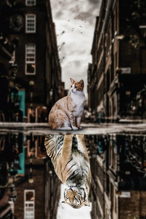 Big Cat Or Big Tiger Puddle Reflection In City