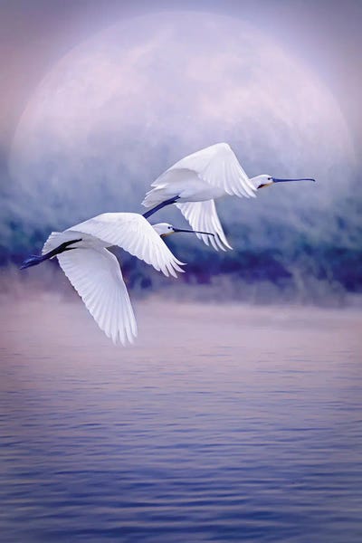 Composite Photography: Birds That Fly In Front Of The Moon by GEN Z